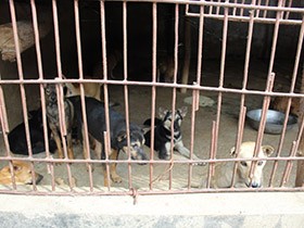 ベトナムの犬食に逆風　保護団体「盗まれた飼い犬が流通」と指摘