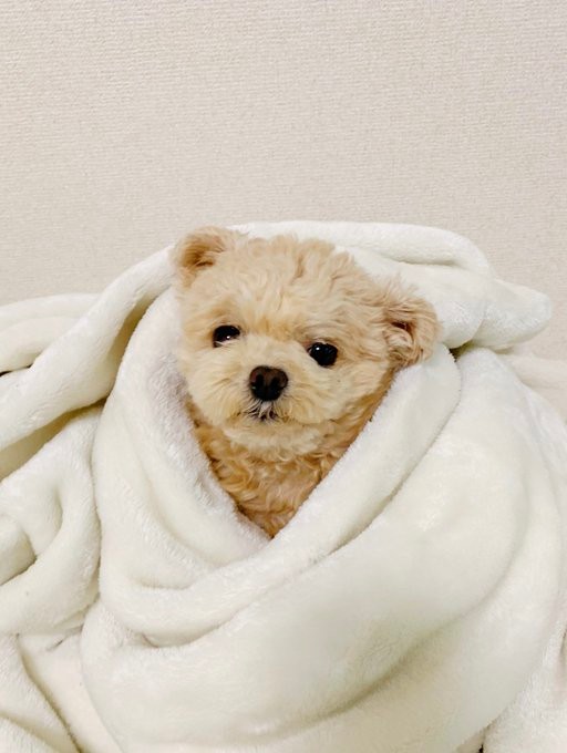 毛布にくるまるふわちゃん＝ポメプーふわちゃんさん（@Fuwancho319）提供