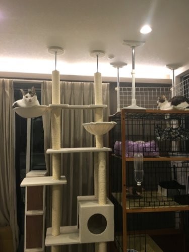 気が付けば部屋は猫仕様