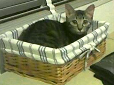 いざ、猫の譲渡会へ　「抱っこしてみる？」の誘いに「えっ…」