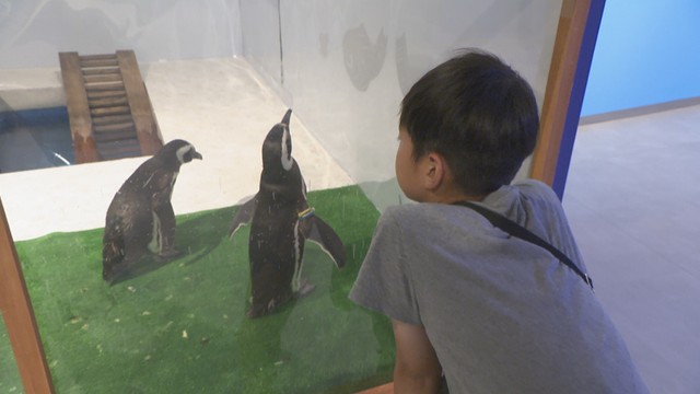 岡山市のデパートで「ふれあいすいぞくえん」　ペンギンやサメなど約50種類の海の生き物　飼育係の体験も