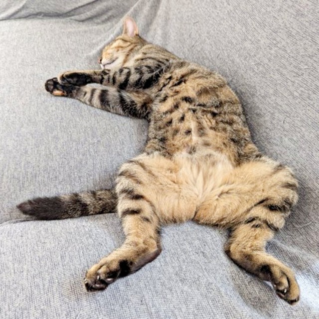 飼い主さんの前では…大胆なへそ天ポーズを披露してくれるたまちゃん（画像提供：にゃんこ先生さん）