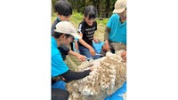 玉野市の渋川動物公園でヒツジの毛刈り体験イベント　岡山