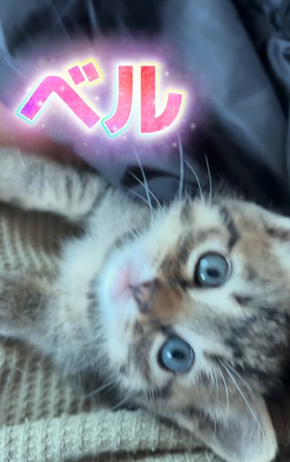 名前はベルちゃんに（「けいちゃん⌇お家大好き51歳母」さん提供、Instagramよりキャプチャ撮影）
