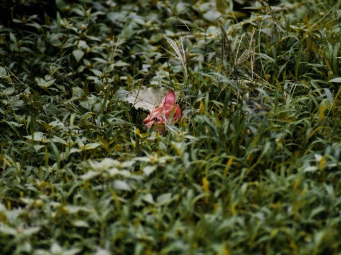 ルルはかくれんぼしてもすぐに見つかる黄金の毛並み