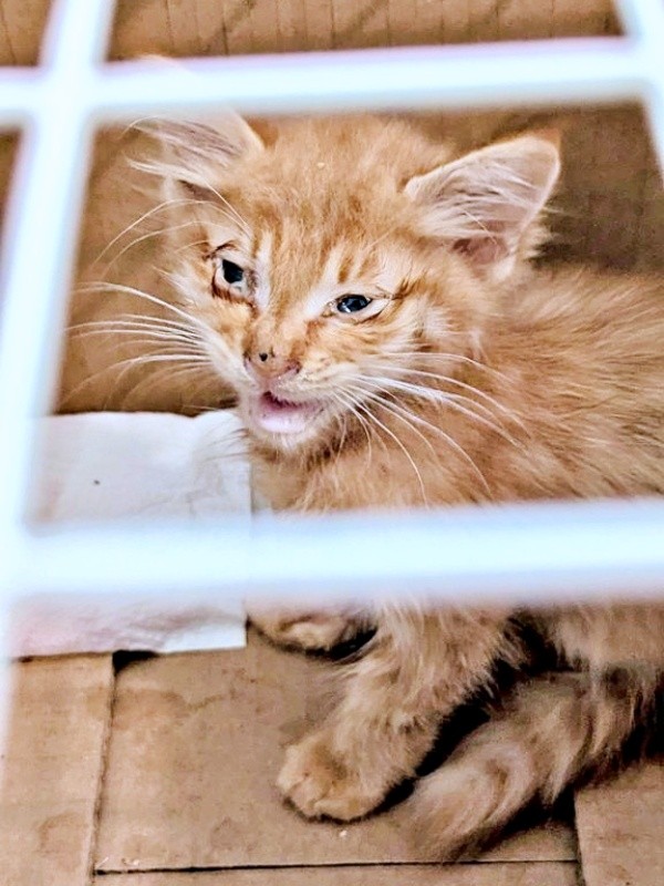 保護時、ガリガリに痩せていたぽわげちゃん（画像提供：ツナさん）