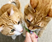 「そうはさせん！」 クウちゃん（左）と一緒に猫草にかぶりつくカイちゃん（画像提供：クウとカイさん）