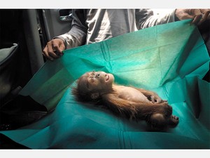 危機に直面する「森の人」　オランウータン保護に寄り添い続けたフォトグラファー