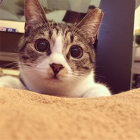 おもちゃをロックオン