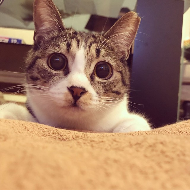 おもちゃをロックオン