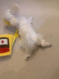 しっぽもチャームポイント