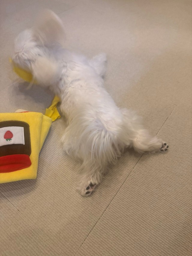 しっぽもチャームポイント