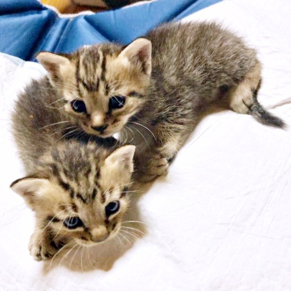 保護時、生後3週間ほどだったマオくん、モモくん（画像提供：ぽりぽりさん）