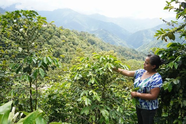 山々で育つコーヒーの木とアソバグリの組合員ソライダ・モンソンさん=2024年9月18日、グアテマラ西部バリリャス、荒ちひろ撮影