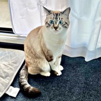 生後11カ月、イケニャンへと成長したちくわくん（画像提供：やくまろさん）