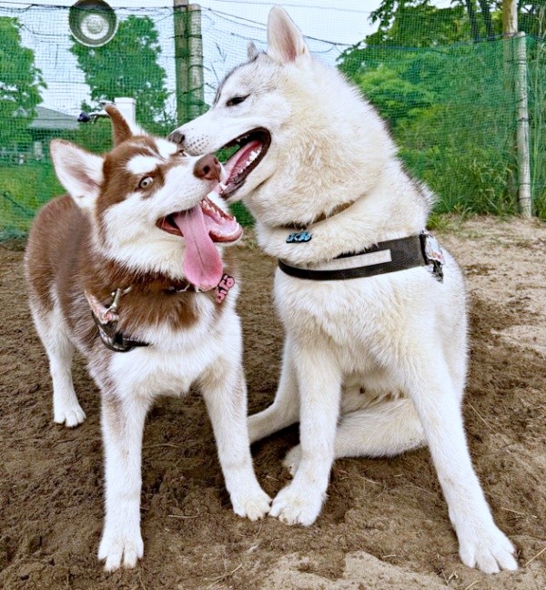 お兄ちゃんの反撃！？ 妹のぶなちゃんをハムハムする福丸くん（画像提供：ふくまる＋ぶな＝さん）