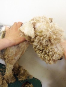 愛護センターから引き出した後、トリミングしてもらった