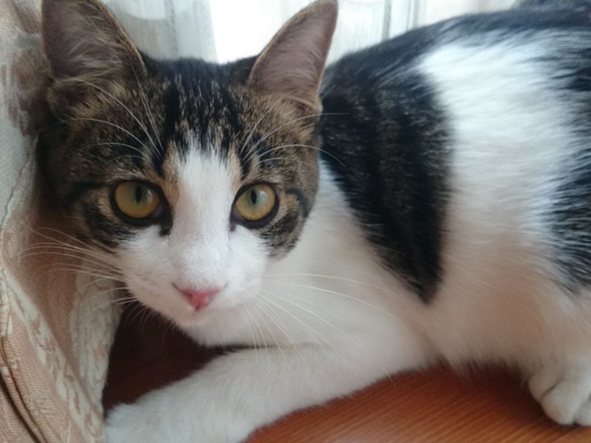 男の子だけど名前はモモ　桃の季節に家族と出会ったからだよ