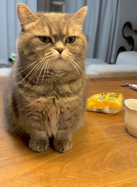 「ひまりはお願い聞いてくれるまで 動きません。」という文言とともに投稿された写真（画像提供：亀ぽまさん）