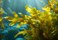 ワカメの密漁は100万円以下の罰金が科されます※画像はAIが作成したイメージです（Madeleine Steinbach/stock.adobe.com）