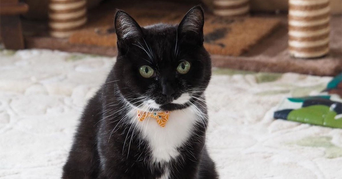 猫先輩二枚ブラックと白 警戒し合っていた新入り子猫と先住猫が、ピタッと密着！ 尊い