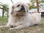 熊本地震で被災した犬たちに居場所　レストランがシェルター開設