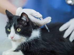 完全室内飼いの猫にワクチンやノミ予防は必要？　災害時など、万が一に備え予防しよう