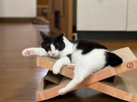 MIX猫の「あん」　組み立てる前からバリバリにしたベッドでくつろぎ中