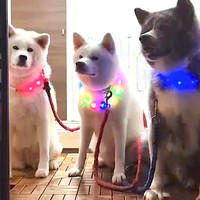 「『光る首輪』は安全のために着けてます。可愛いと言われたいからじゃなく、発光したらたまたま可愛かっただけ」と、飼い主さん（画像提供：秋田犬こゆきと愉快な仲間達さん）