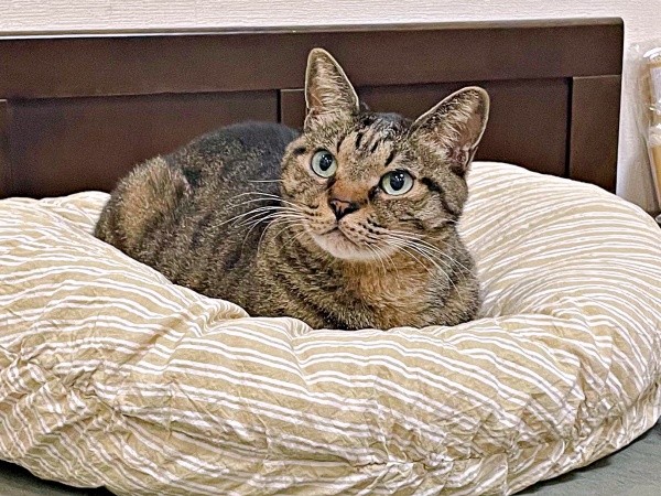 まったりタイムは穏やかな表情を浮かべるフクくん（画像提供：なみおさん）