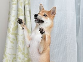 筋肉の成長ピークは１歳　柴犬の筋肉を学ぶ③