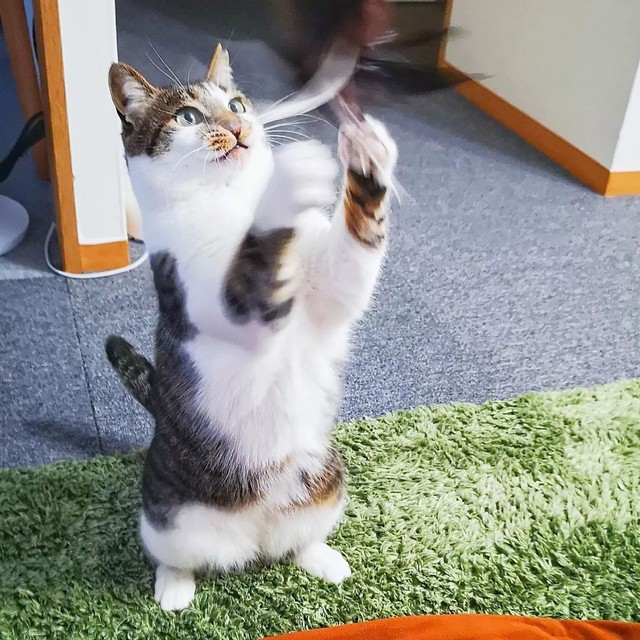 ２本脚で立つ！