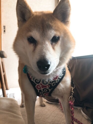 家にきたころの「しずく」