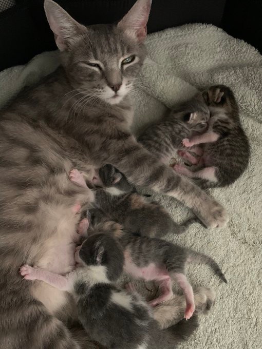 生まれて間もない子猫たち＝ブーマーとミアさん（@BoomerAndMia）提供