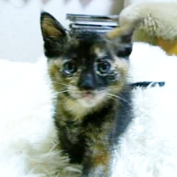 子猫時代、あどけない表情が愛らしいココアさん（画像提供：ココアさんパパさん）