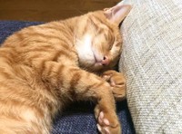 何があろうとぐっすりねんね