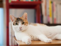高齢猫（老猫）最期のサインは しっかりとみとってあげるために  犬 
