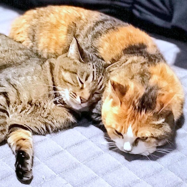 仲良く寄り添って眠る（左から）幸くん、福ちゃん（画像提供：こにゃんゴーさん）
