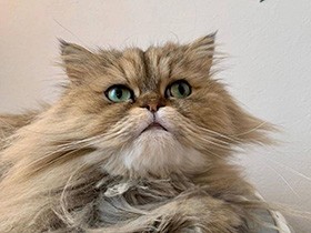 体調を崩した日そばにいてくれたね　甘え下手なチンチラ「ゆず」