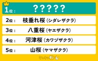 全年代の男女8924人に聞いた「好きな『桜の種類』ランキング」2～5位（ランキングー！調べ）