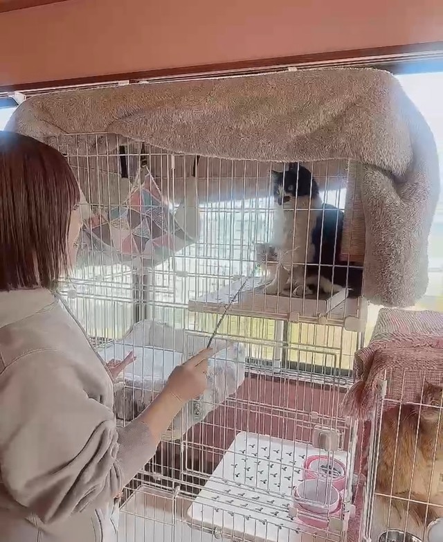 一時預かりの猫を世話するスタッフ（木田さん提供）