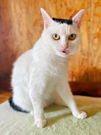 毛づくろい中、声をかけたらーー舌ペロで応えてくれたぺーちゃん（画像提供：おにぎり猫さん）