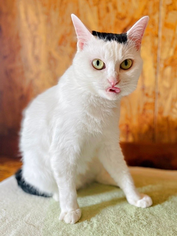 毛づくろい中、声をかけたらーー舌ペロで応えてくれたぺーちゃん（画像提供：おにぎり猫さん）