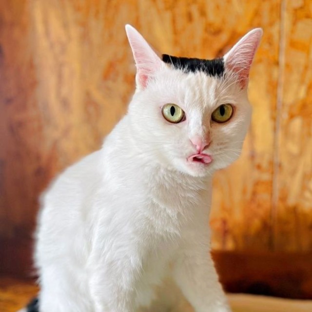 毛づくろい中、声をかけたらーー舌ペロで応えてくれたぺーちゃん（画像提供：おにぎり猫さん）