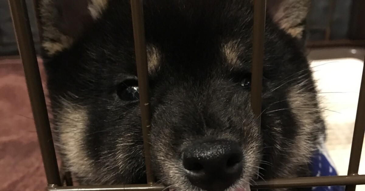 惚れ込んだ黒柴の子犬に顔を襲われ流血沙汰 しつけに取り組むも叱り方がわからない 犬 猫との幸せな暮らしのためのペット情報サイト Sippo