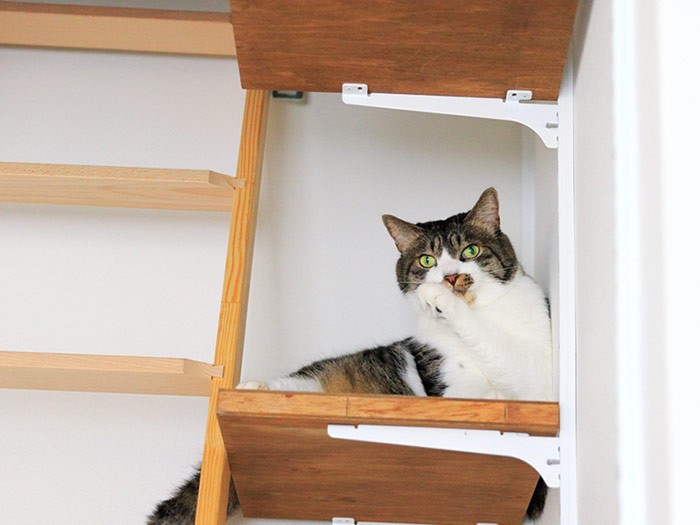 マイペースなキセ。楽しい4ニャンの旅でした！