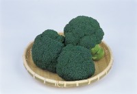 ブロッコリー「おはよう」（サカタのタネ提供）