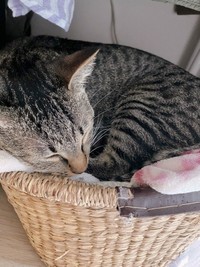 カゴの中でくつろぐ姿