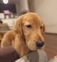 目を…合わせられないワン…（画像提供：ピケのお母さん）