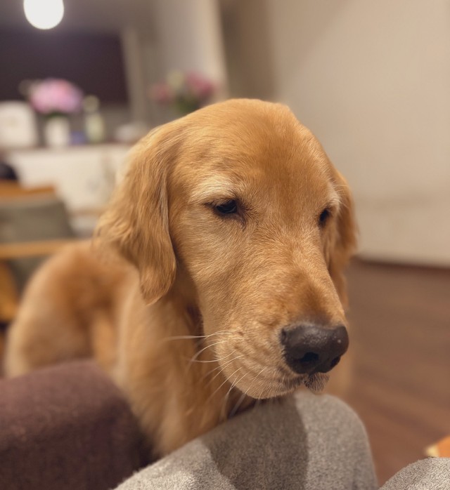 目を…合わせられないワン…（画像提供：ピケのお母さん）